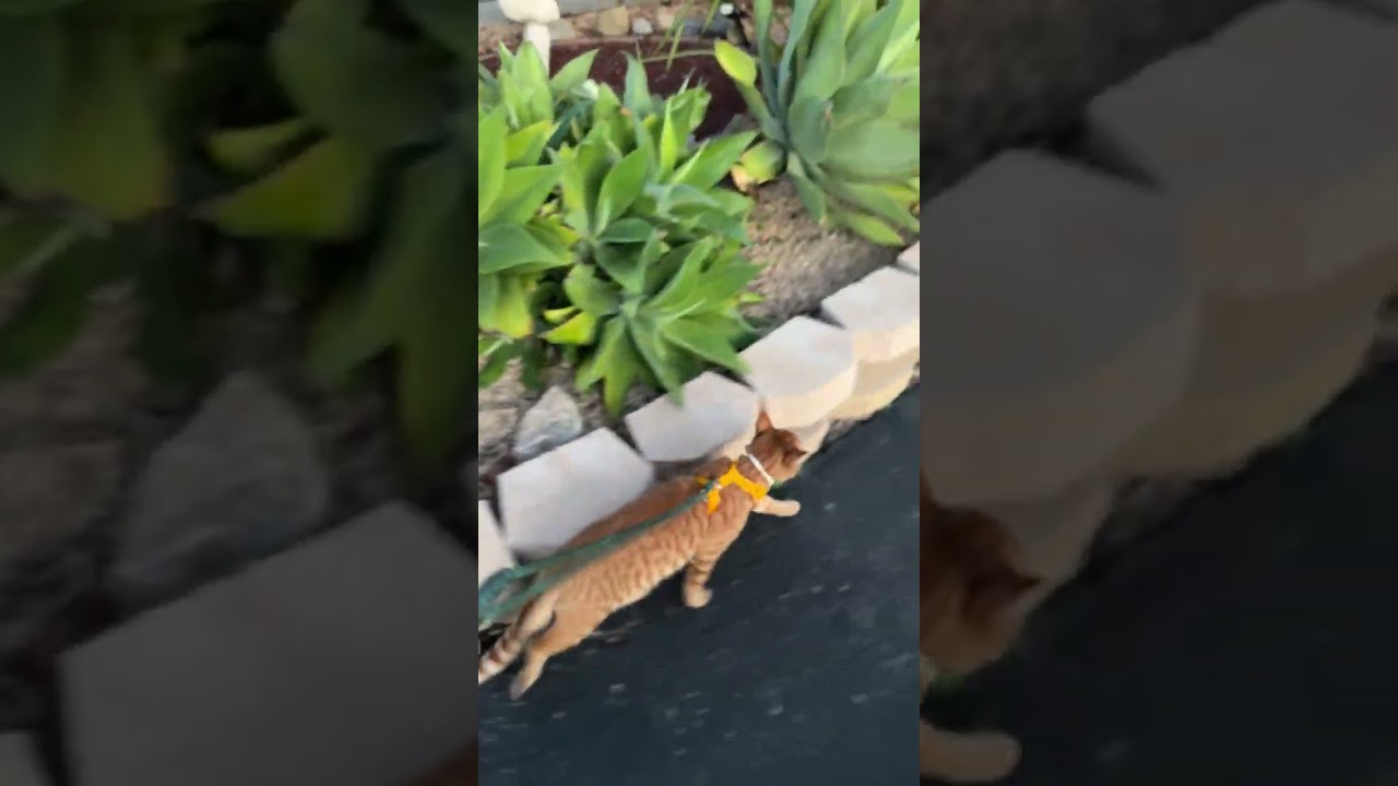 Curtis quickly walks home 