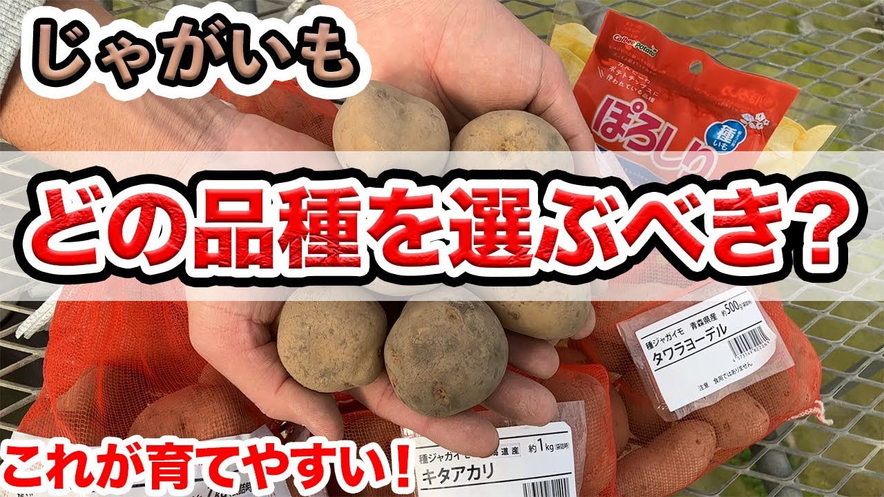 【じゃがいも】植えるのはこの品種がいい　育てやすい、失敗しない品種選び