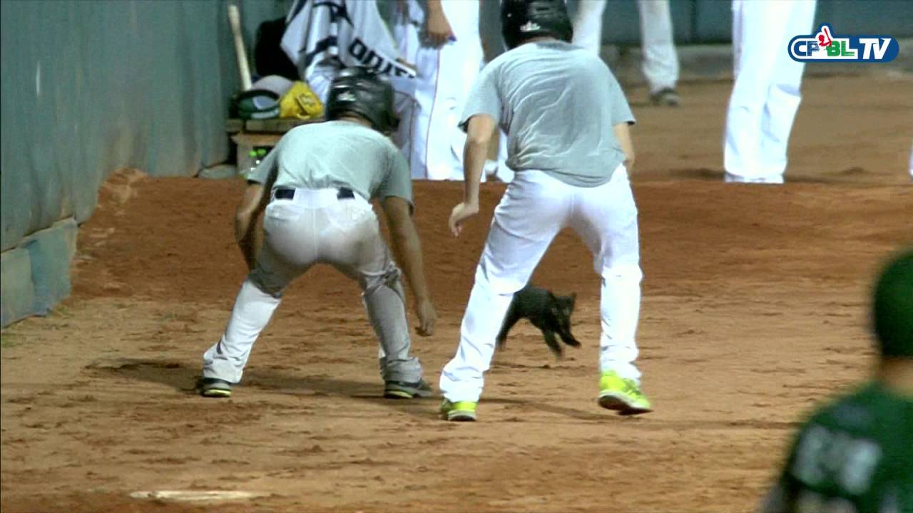 05/07 統一 vs 兄弟 八局上，場內出現小黑貓，經工作人員追趕後，貓咪逃離球場