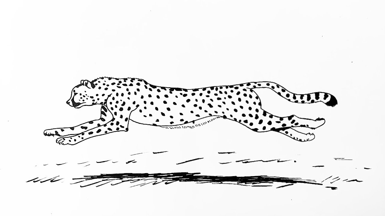 How to draw a cheetah running step by step
