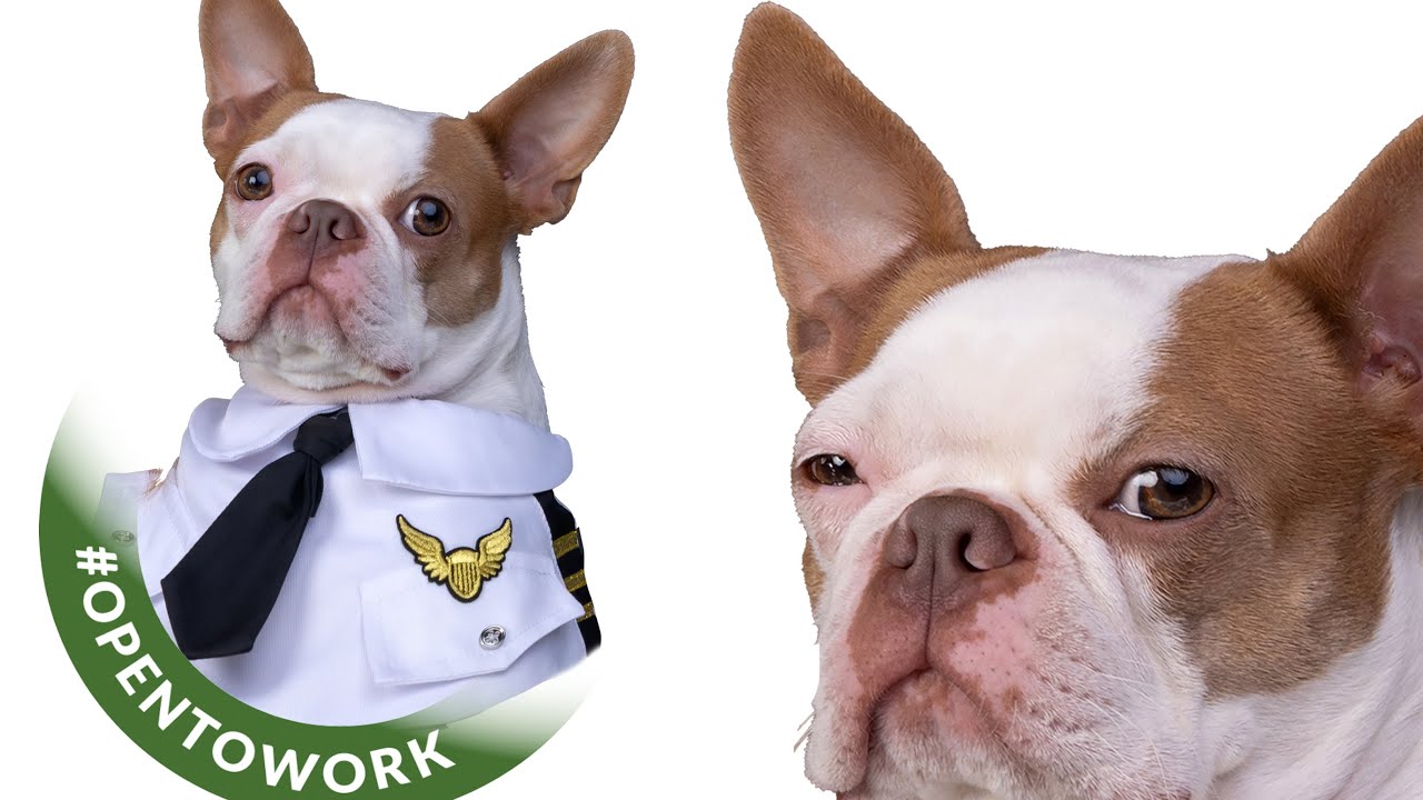 This Boston Terrier Needs a Job