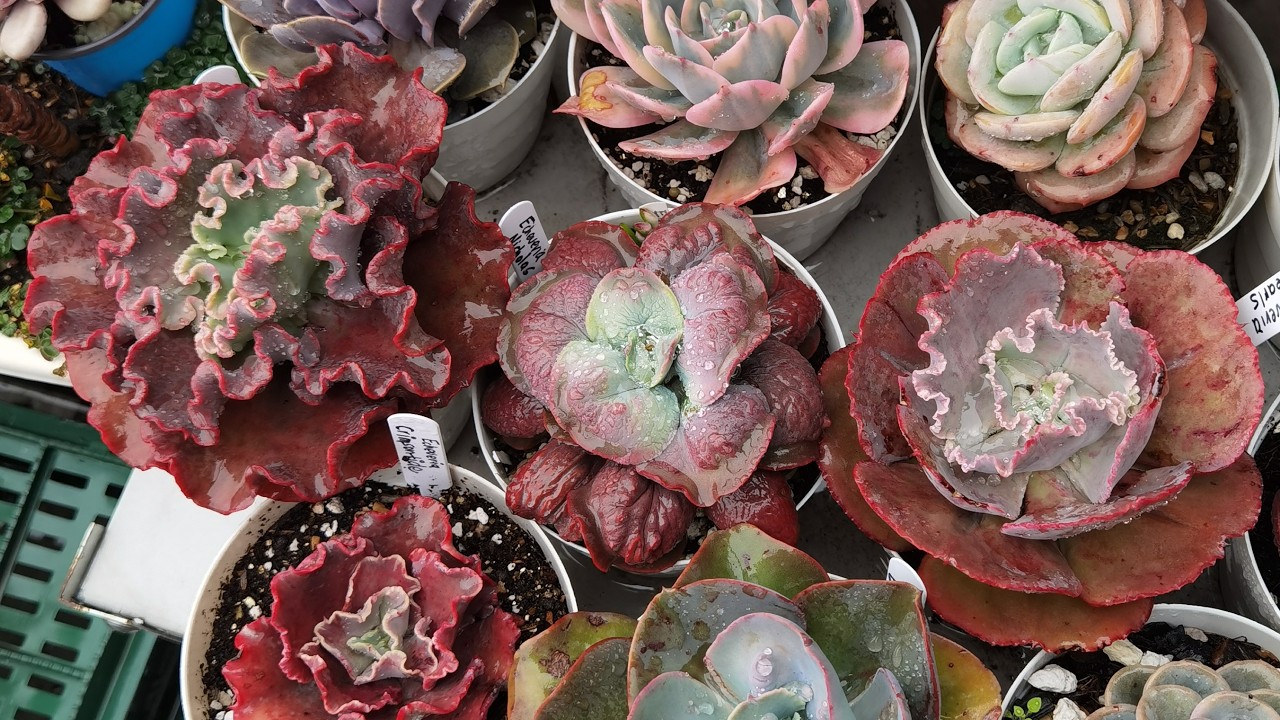 9 suculentas rulosas con nombres 🌱