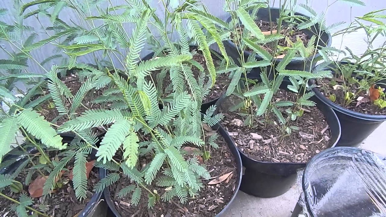 MESQUITE TREE FROM A SEED SONORAN DESERT LANDSCAPING SHADE ARIZONA TX NM DIY HOME FIREWOOD