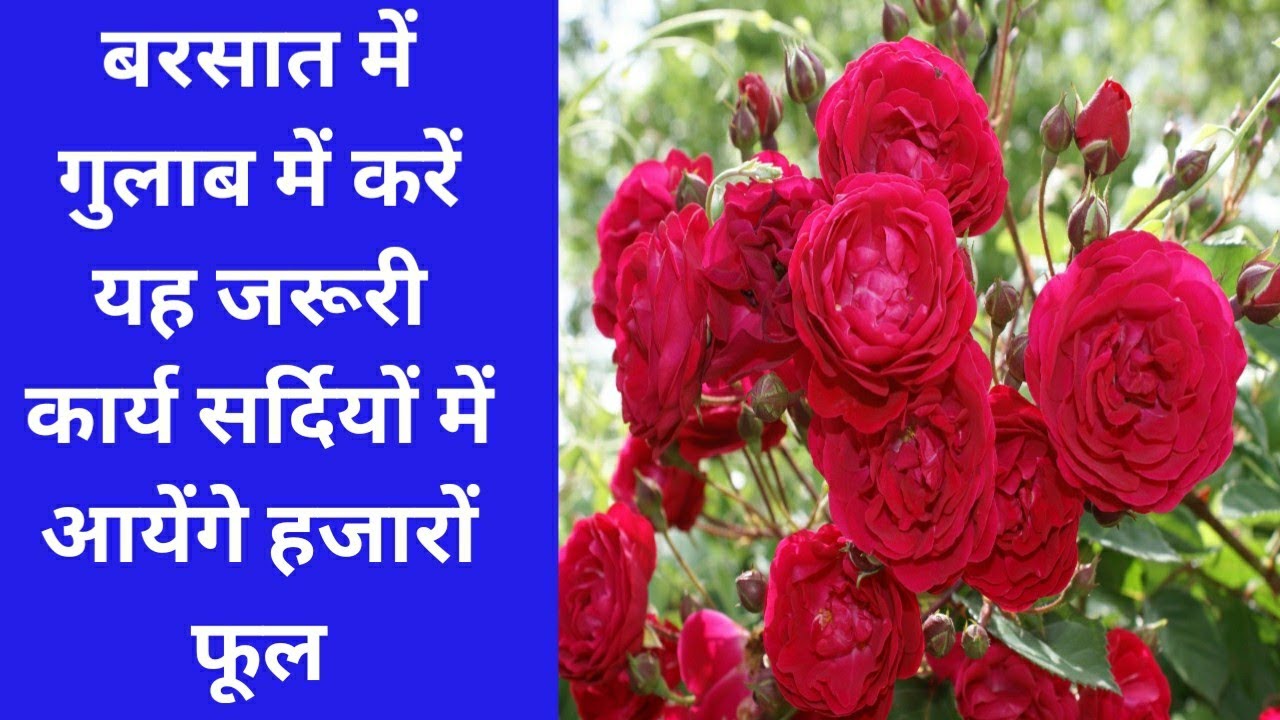 बरसात में गुलाब की खाद | Rose plant care in rainy season for more blooming in winter season