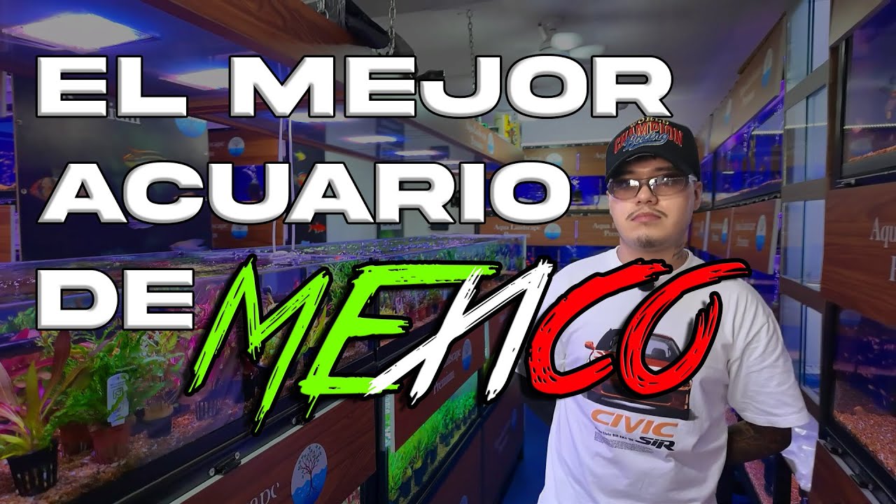 EL MEJOR LOCAL PARA COMPRAR PECES Y PLANTAS | Aqua Landscape | Payrex