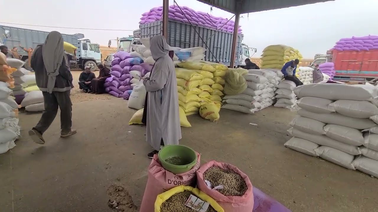 اثمنة العلف مباشرة مع أيوب سوق حد المنابهة مراكش خيرات موجودة والمعقول 0696396905