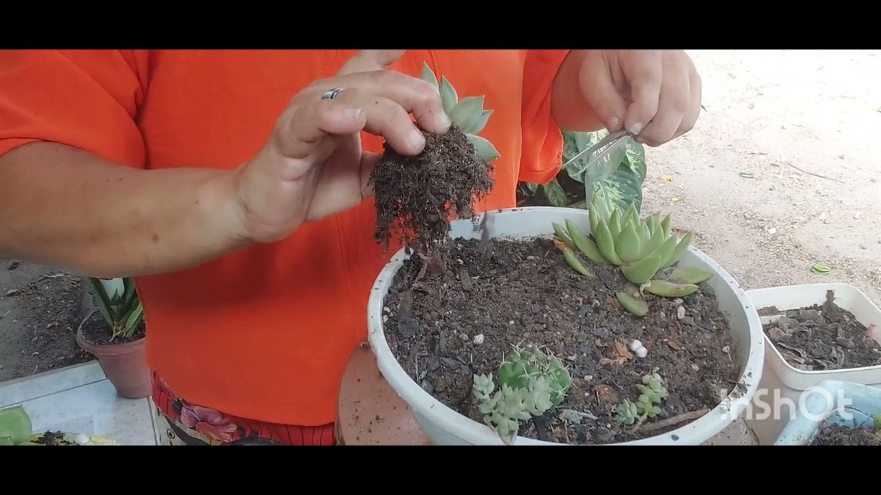 FAZENDO LIMPEZA DAS CUIAS DE BARRO. ABANDONO DE PLANTINHAS, QUASE AS PERDIR🙄
