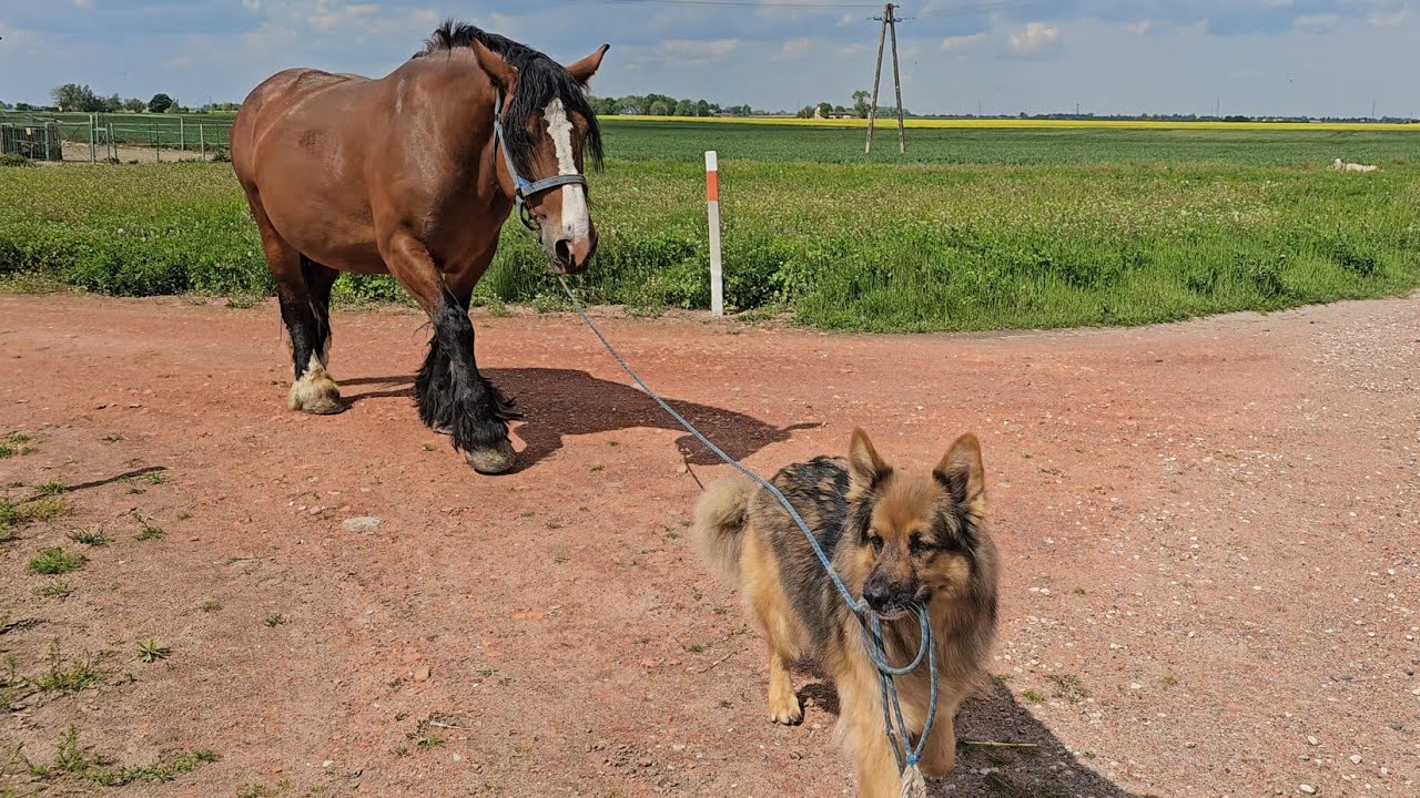 ARES SAM WYPROWADZIŁ KONIA NA POLE - Jestem taka dumna