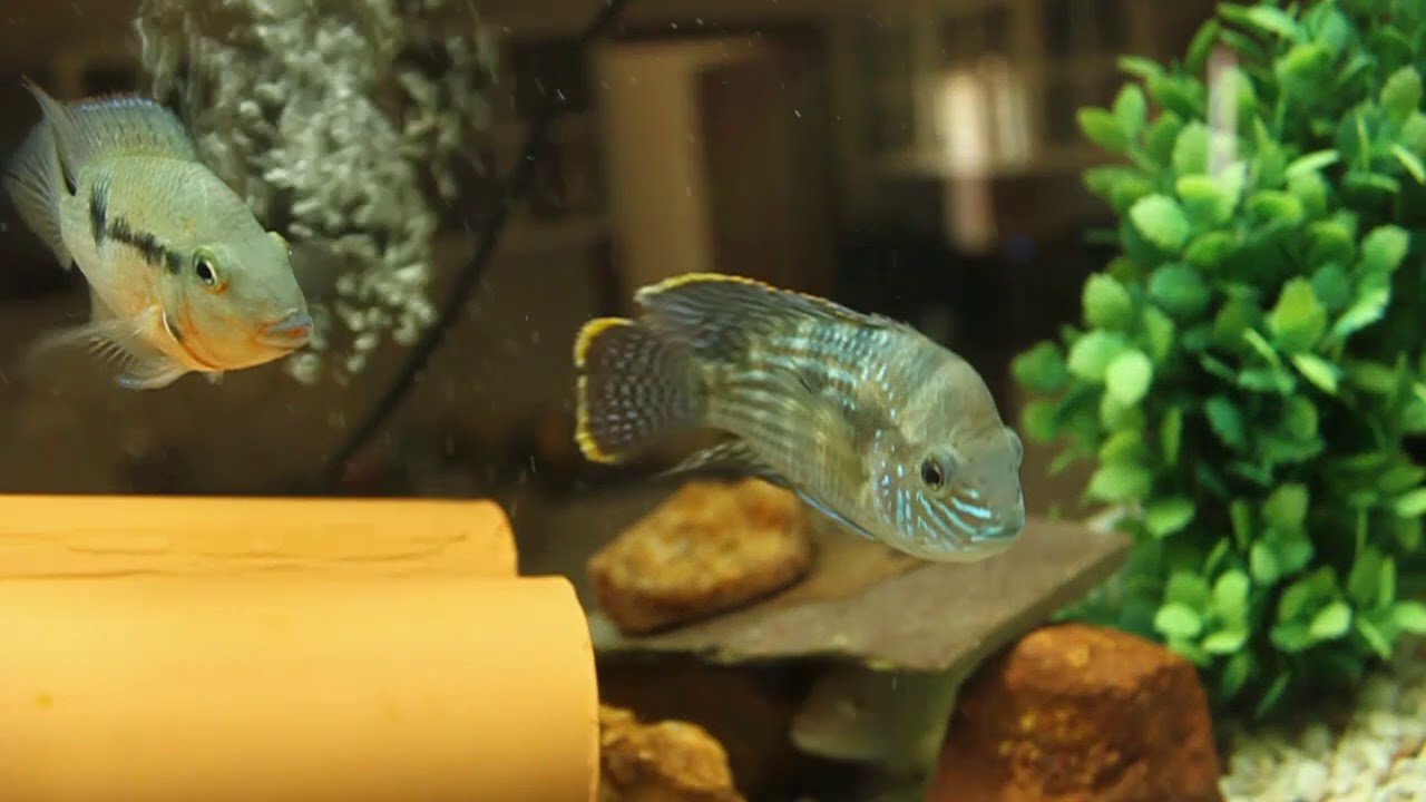 Green terror with african cichlids