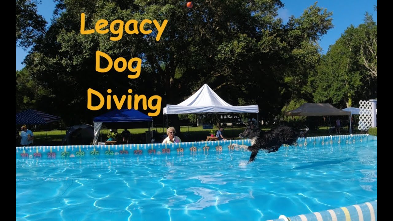 Legacy diving Dogs