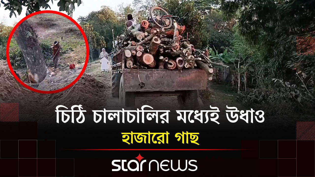 Thousands of trees uprooted on the pretext of dam repair | Habiganj | Dam Repair | Deforestation | Star News
