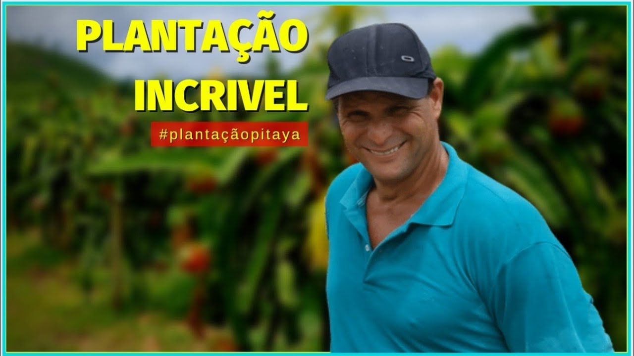 Em 1 ALQUEIRE ele fatura com plantação de PITAYA, MANGA, GRAVIOLA, ABACATE o ANO TODO