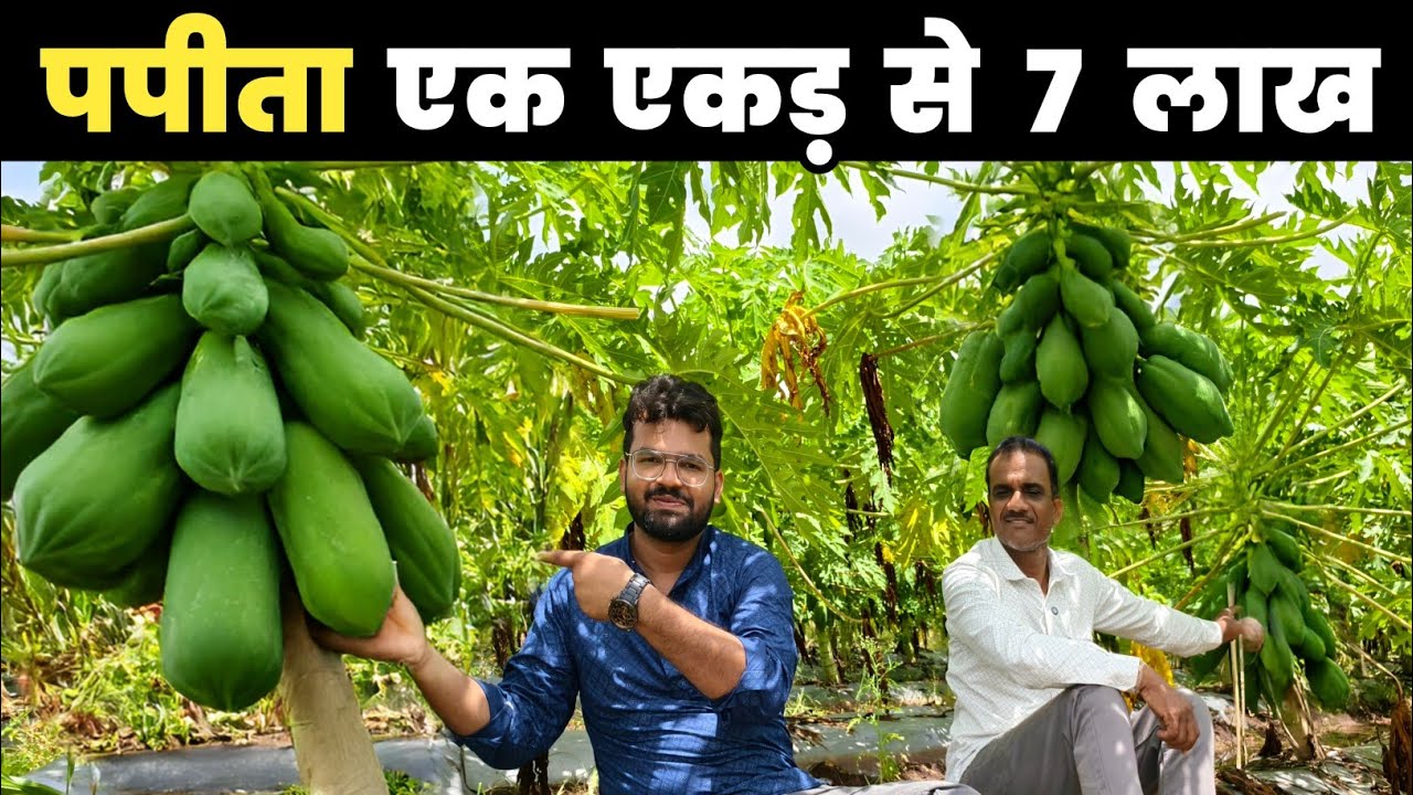 पपीता की खेती की पूरी जानकारी | Papaya farming