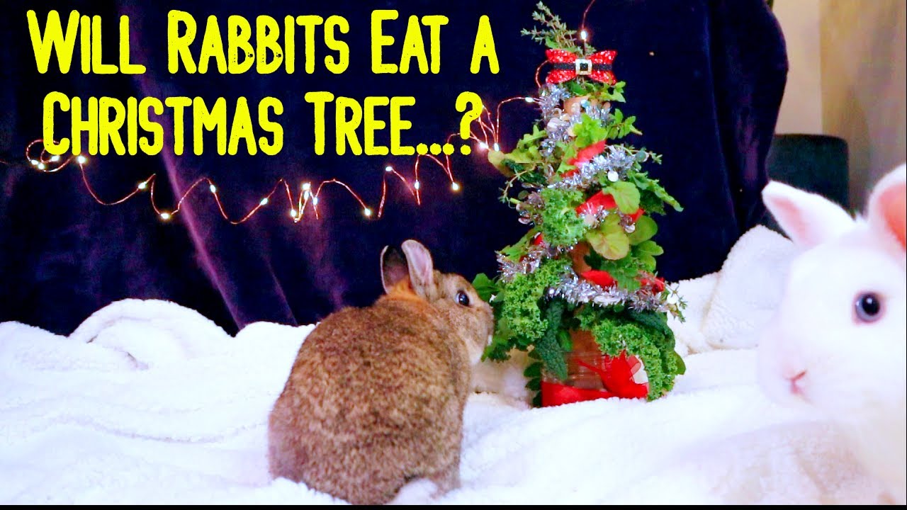 Can Rabbits Eat Christmas Trees....? Rabbit Christmas ASMR Party w/ DIY Treat!
