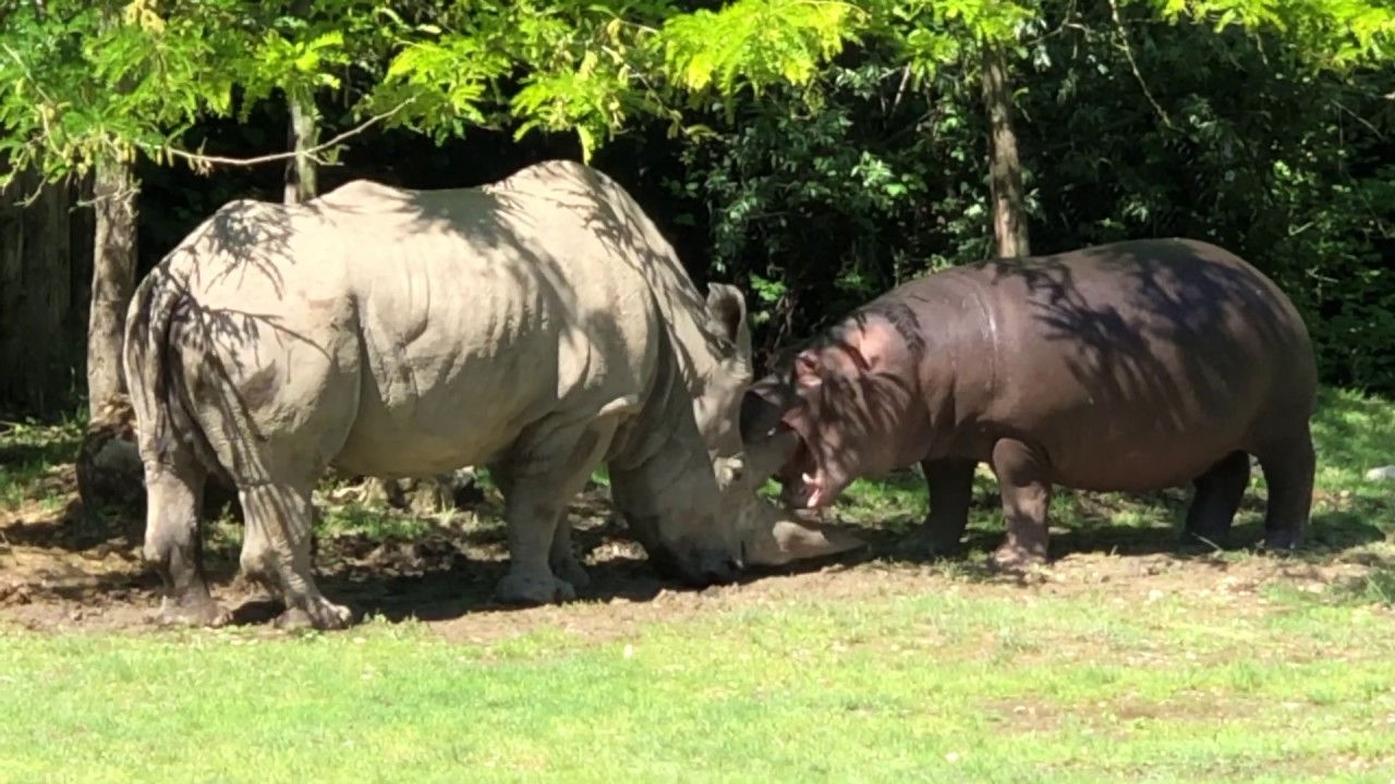 Il giovane ippopotamo morde il corno del vecchio rinoceronte