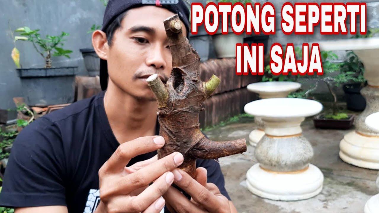 Tips/Cara Memotong Bakalan Bonsai Sebelum Ditanam