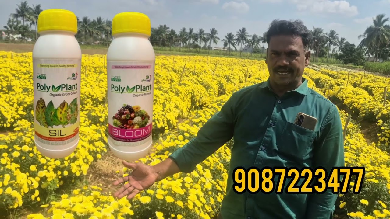 சம்மந்தி பூ பிடிக்க ஜீபீ ஆர்கானிக் உரம் #geepeebiofert #harikranti #marigold #Jasmine #flowers 