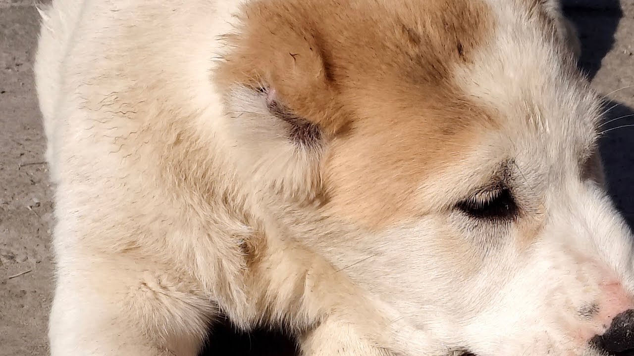 💝щенки...,,kazakh Wolfhound,,,💘 Төбет / Алабай 💝Alabai