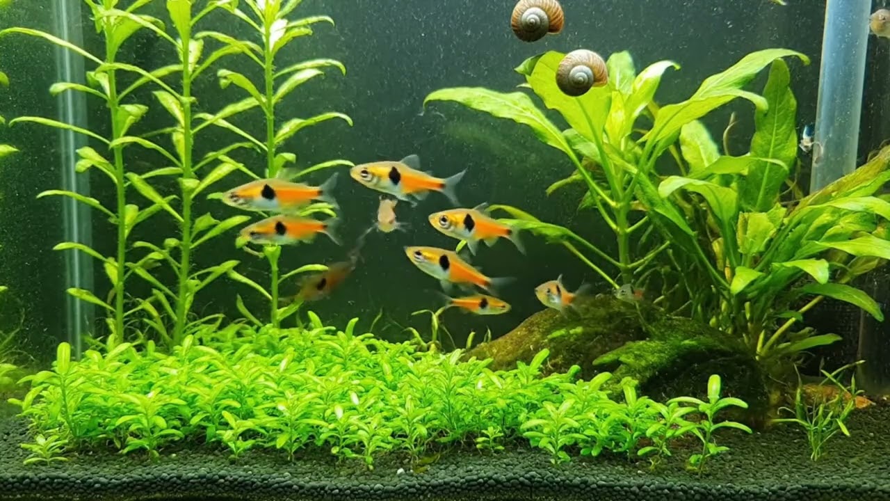 Planted Tank Aquascape 🌱 Harlequin Rasbora | Peaceful & Relaxing Aquarium View