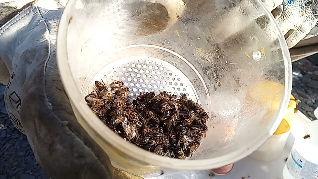 TEST VARROA, 3 TIPOS DISTINTOS, abeja, miel, apicultura 🐝🐝👑💜