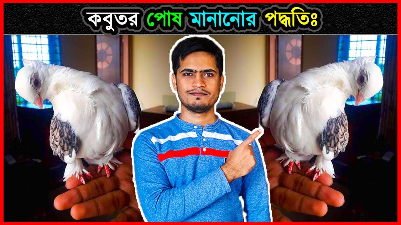 কবুতর পোষ মানানোর পদ্ধতি 🔥 How To Tame A Pigeon In Bangla 💗  কবুতর পালন পদ্ধতি ⚡ Jactok পাখি ভাইয়া