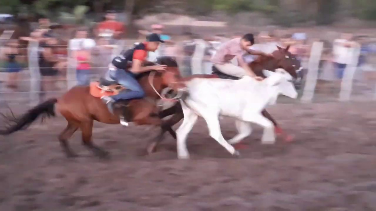 Boi na pista Morro da Arara, Coivaras/pi.