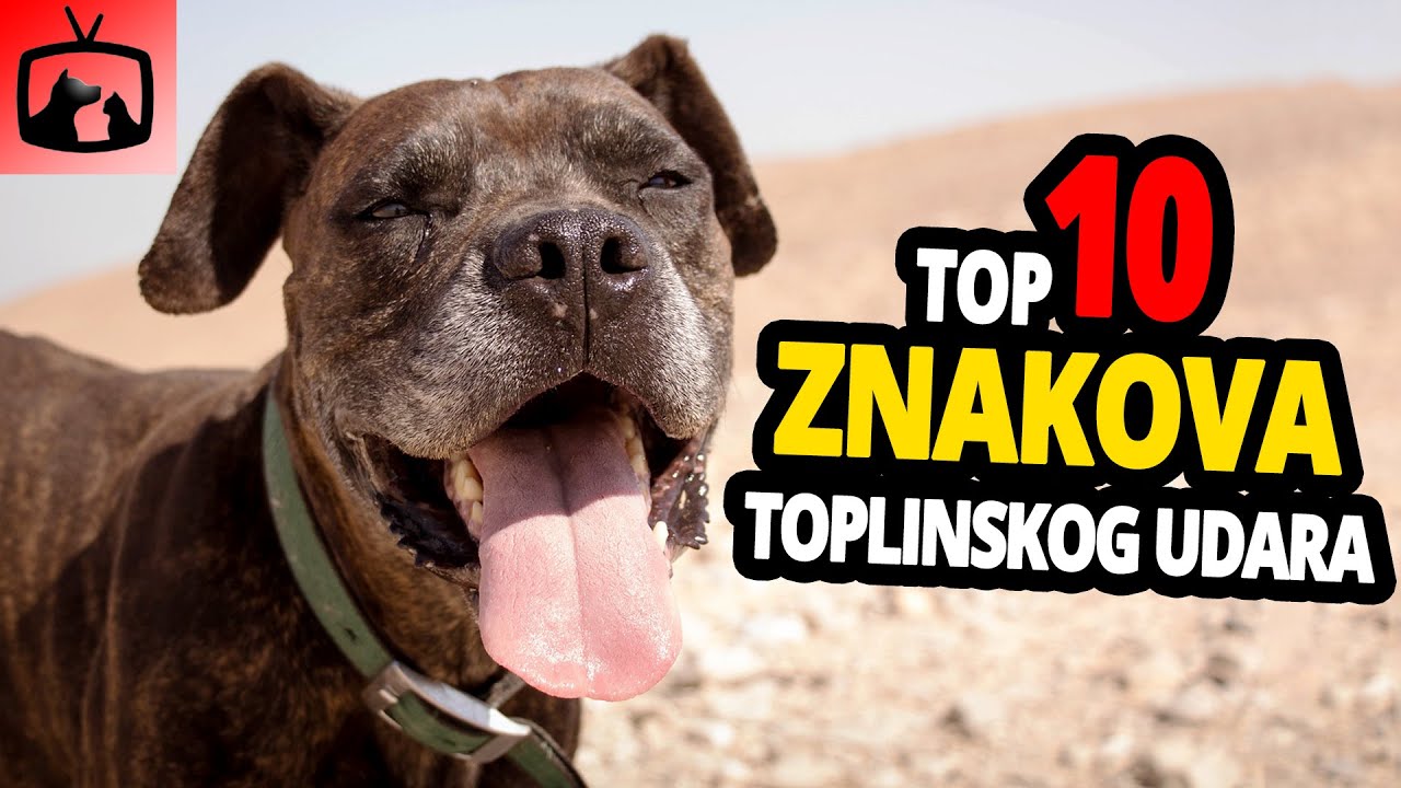 🐕 Toplinski Udar Kod Pasa - TOP 10 Znakova Toplinskog Udara Kod Pasa!