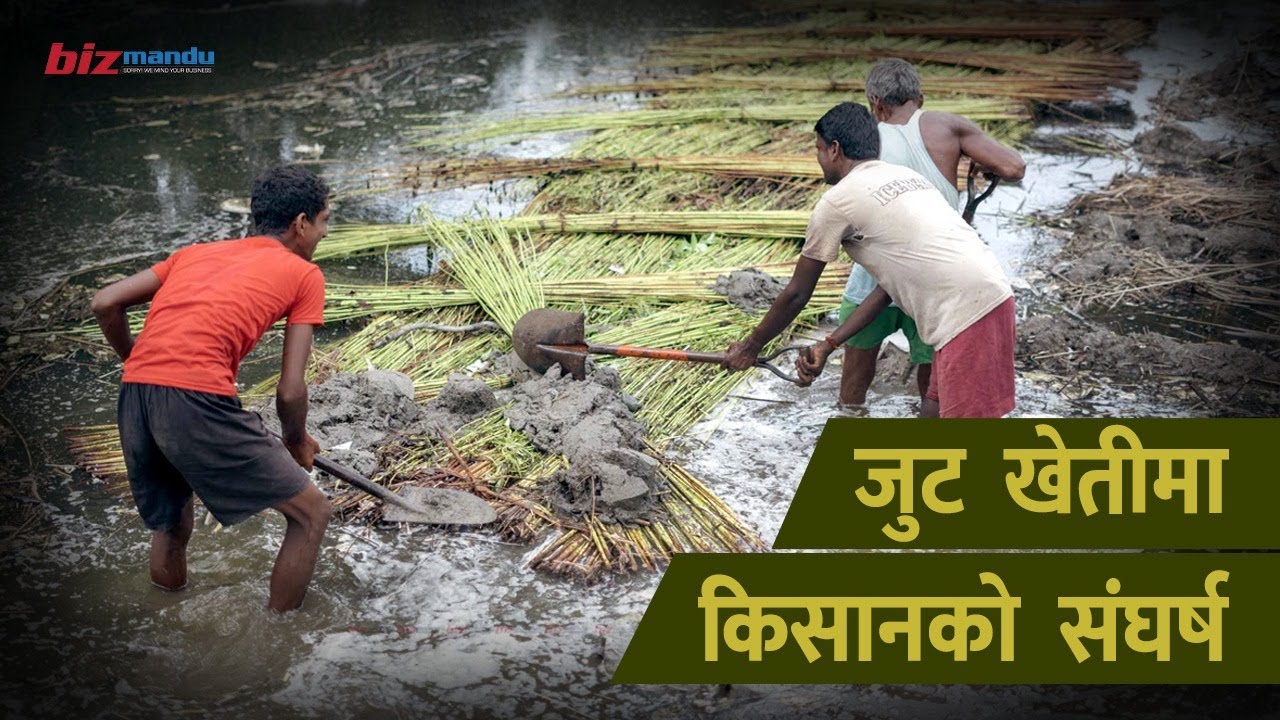 जुट खेतीमा संघर्ष गरिरहेका किसानका कथा | SITUATION OF JUTE MILL IN NEPAL