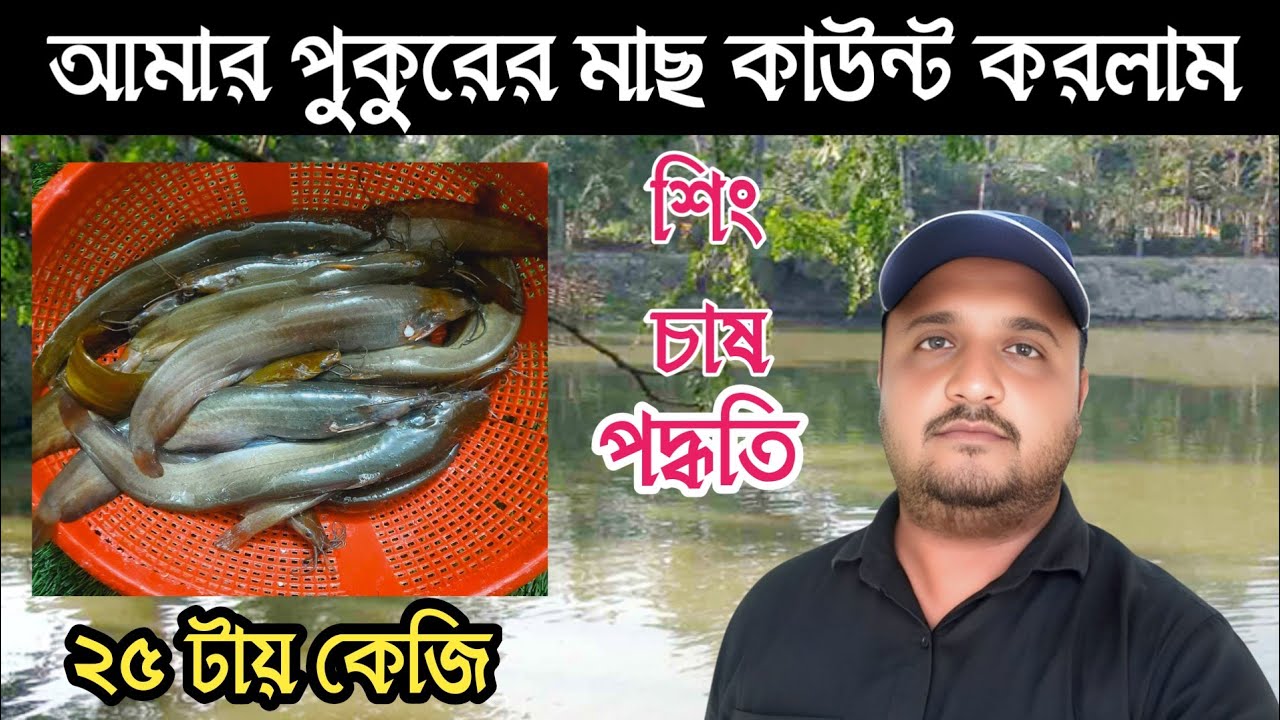 আমার পুকুরের শিং মাছ দেখুন || অল্প টাকায় শিং চাষ পদ্ধতি // catfish bd / বংশীএগ্রো