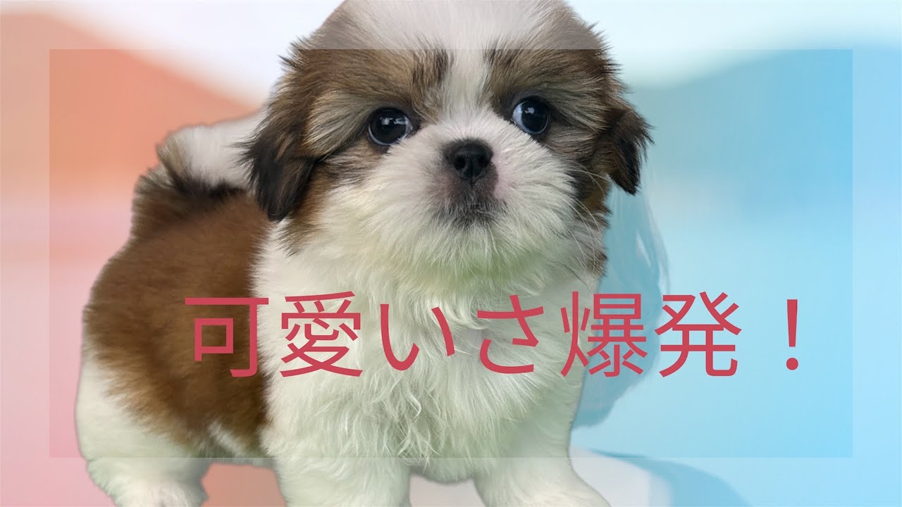 	「短足シーズー、テンション爆上がり！おもちゃ遊びが可愛すぎる🤣💘」