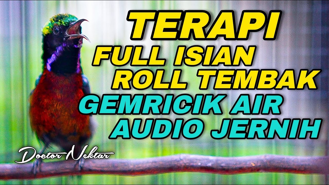 🔵TERAPI KONIN AMPUH MENGATASI BURUNG MACET BUNYI, STRES, BAHAN IJOAN, METALIK/OMYOKAN AGAR GACOR