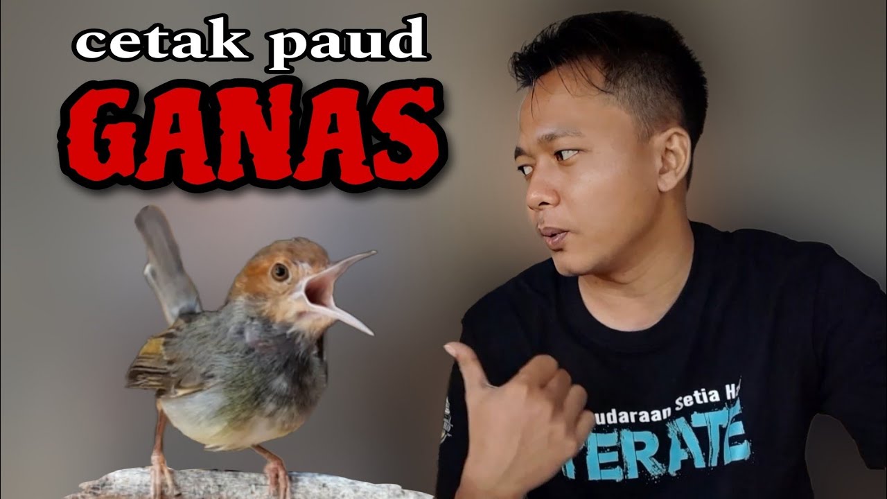 BONGKAR TOTAL ‼️ cara cetak calon gacoan prenjak yang masih muda