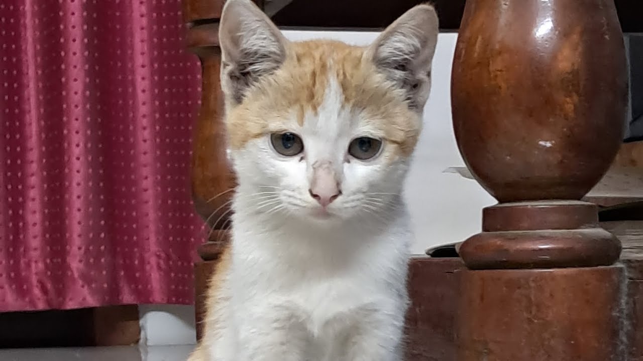 കുഞ്ഞിയുടെ വീരക്കഥകൾ 😂😂