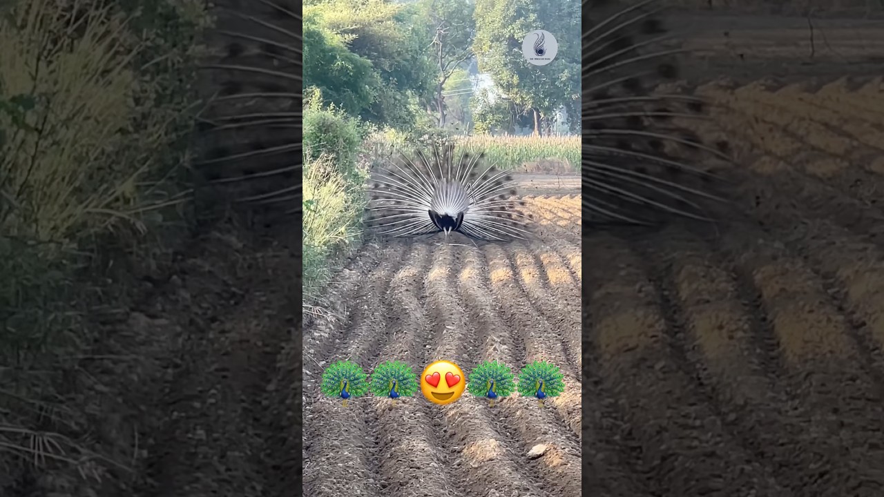 Peacock dancing #peacock #dancing #vrindavan #love #shortsfeed #trending
