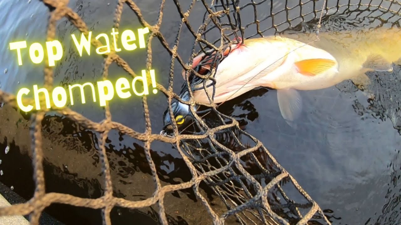 Musky Slams Top Water ! (Fall Fishing)