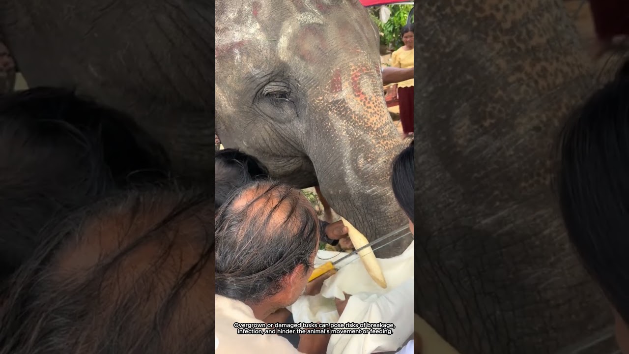 Asian Elephant Tusk Trimming