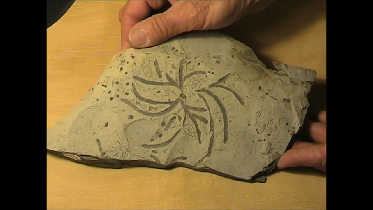 L'Antola e i suoi Fossili