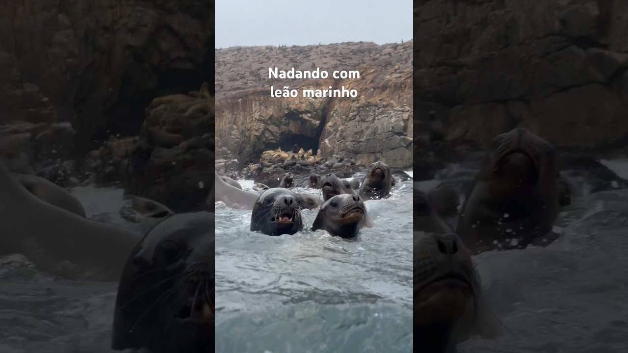 Nadando com le&atilde;o marinho em Lima, Peru. #peru #limaperu #turismoperu #travelworld #experience #nadar