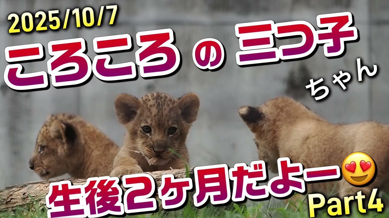 ころころの三つ子ちゃん😁Part4【可愛さ３倍だよー】 #のんほいパーク #シルク #三つ子 #ライオン #アース #旭山動物園 #のんほいパーク #桐生が岡動物園 #安佐動物園 #茶臼山動物園