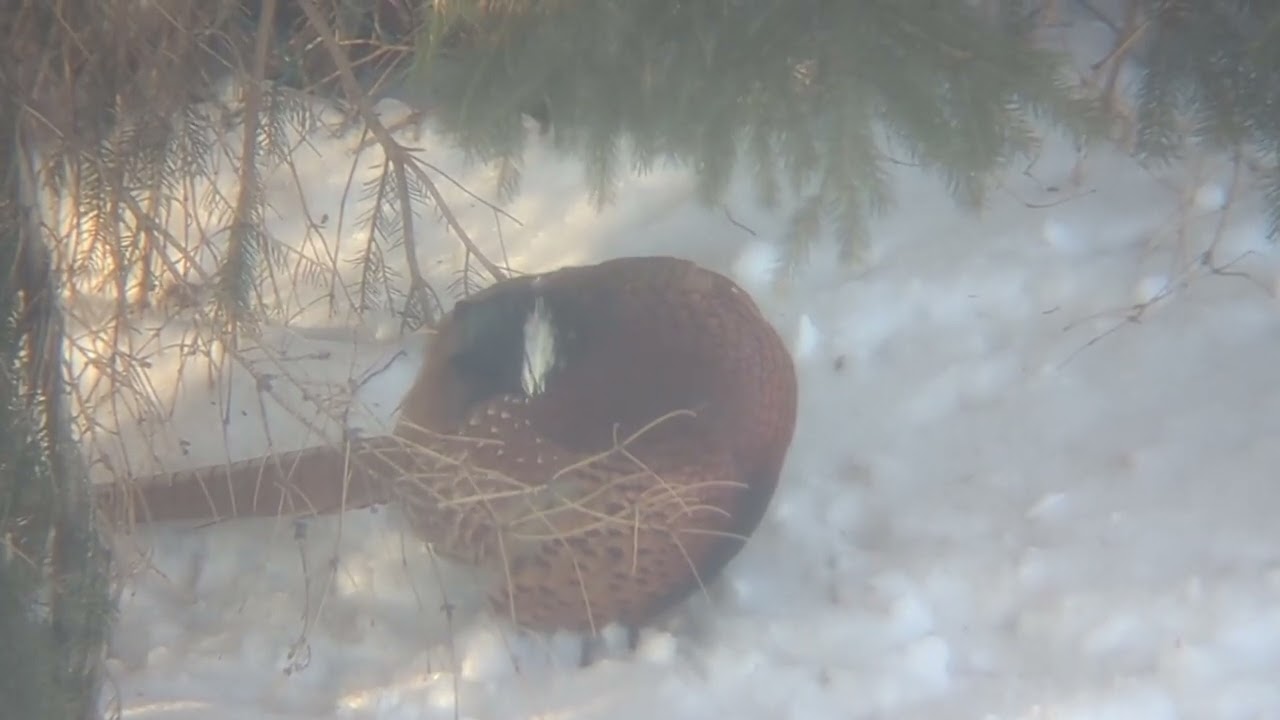 Ring-necked pheasant preening under the brush on a winter morning (no audio)