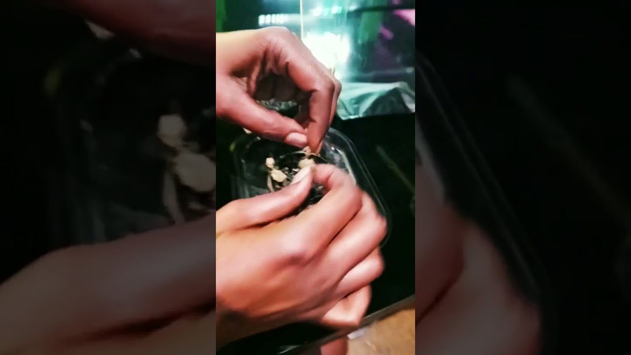 The Weed Spot #420 #deepellum #dallastx #dispensaries #edibles #smokersvlog #dailyvlog #thingstodo