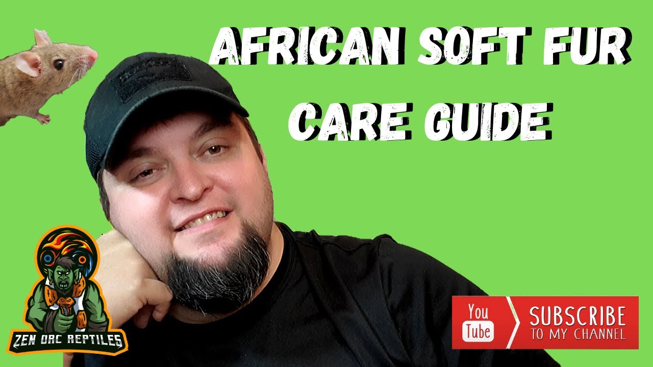 Breeders Care Guide for African Soft Fur Rats!!! ASF!