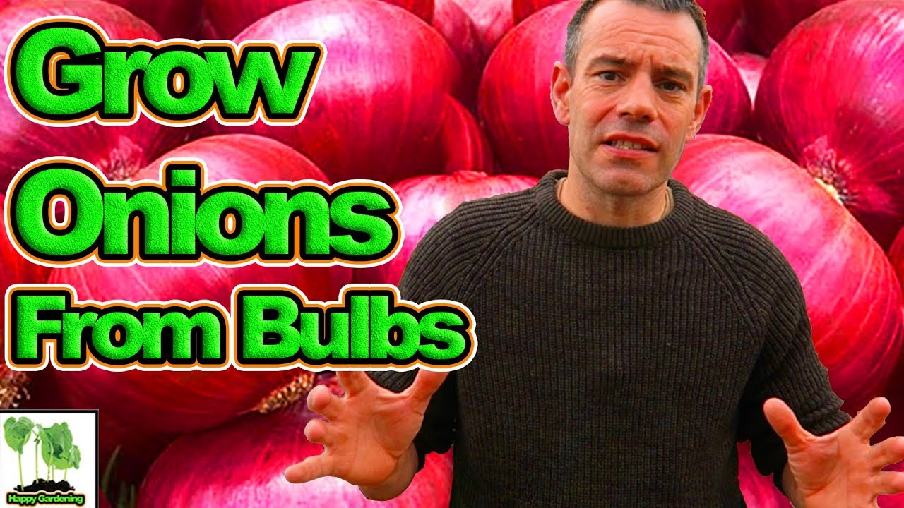 How To Grow Onions From Bulbs