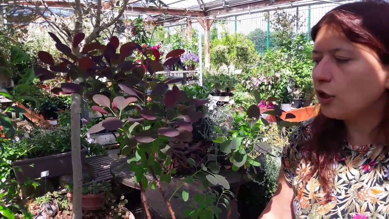 Come si coltiva il cotinus o albero della nebbia?
