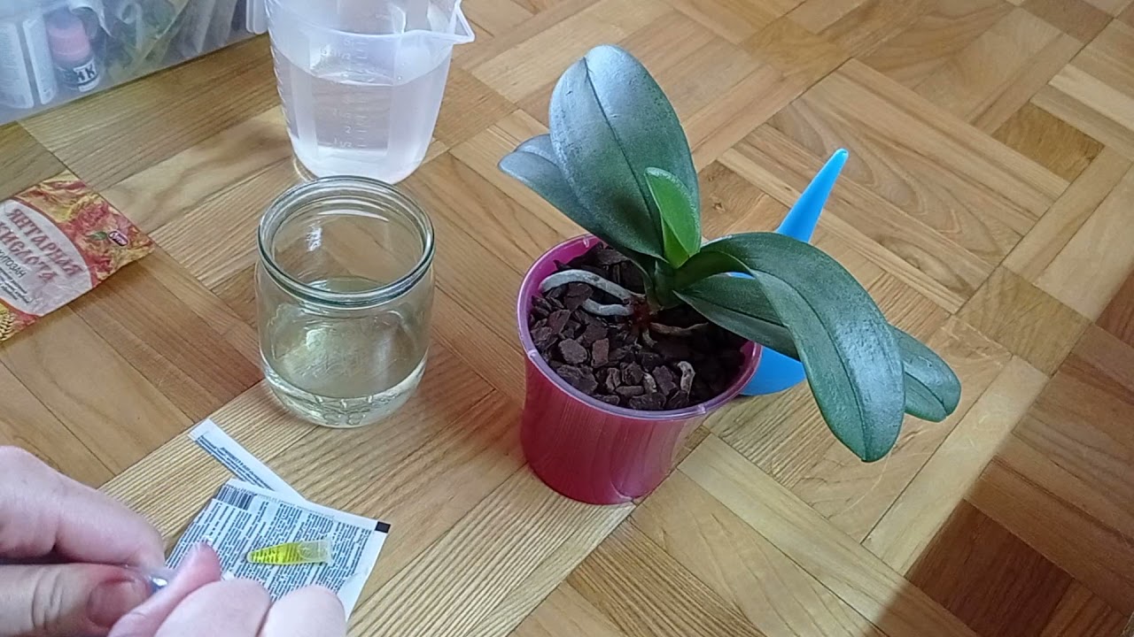 Чем и почему полью💦 орхидею с проблемной шеей 🌸