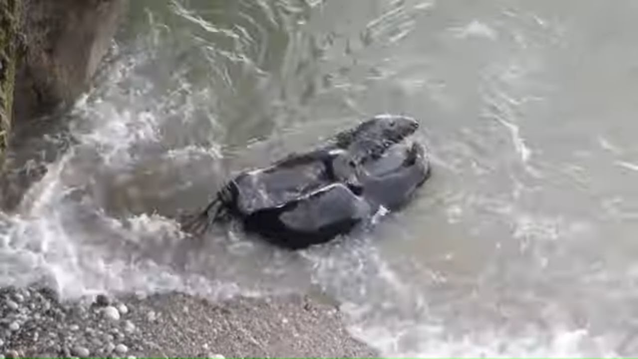 Seal Love - Grey seals mating