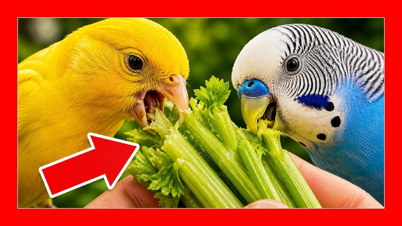 Сельдерей для канареек и птиц 🐤 Фрукты и овощи для птиц