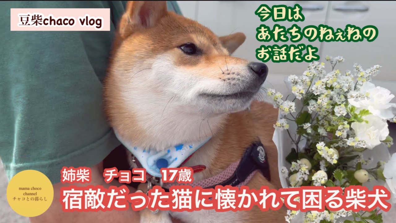 野良猫に懐かれてしまった柴犬
