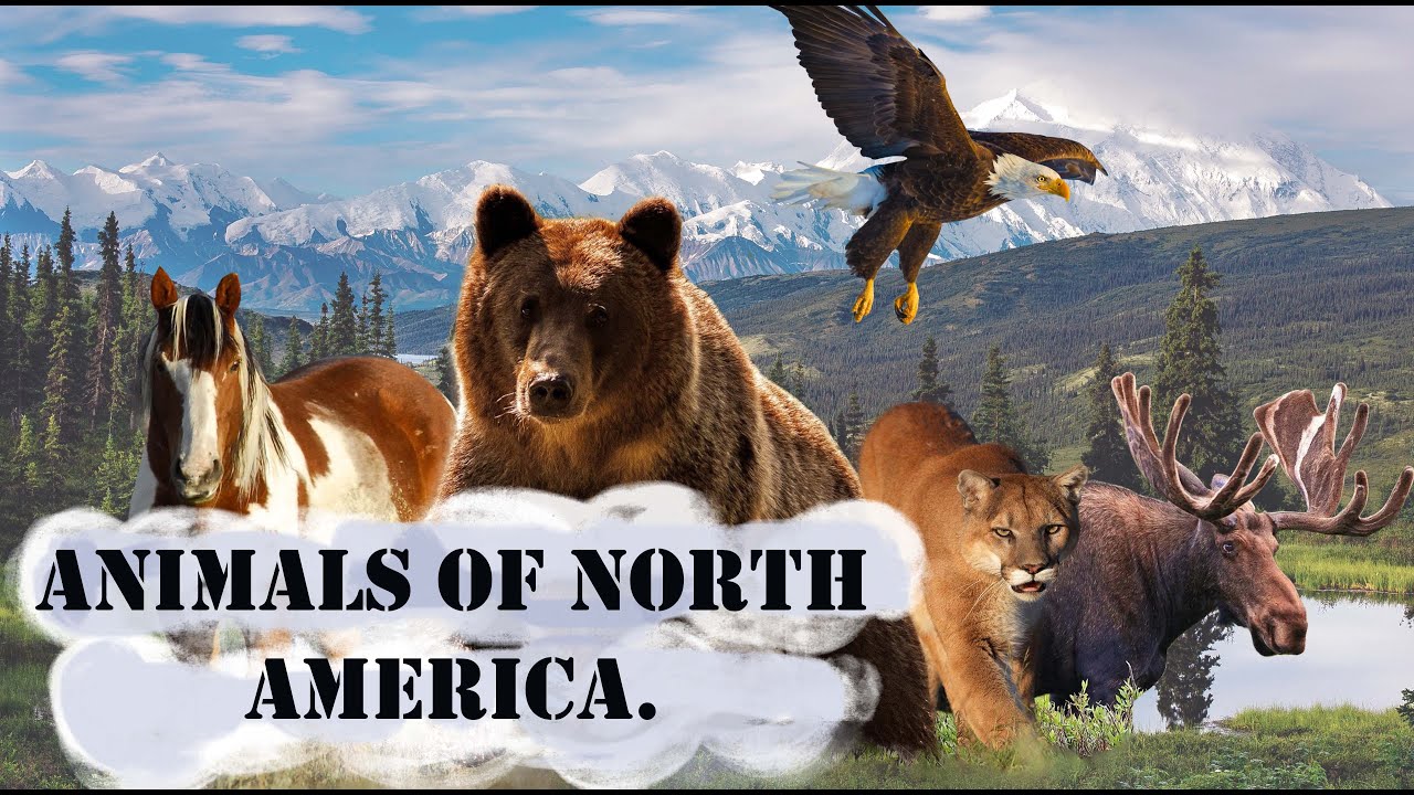 Animals of North America. Voices and sounds