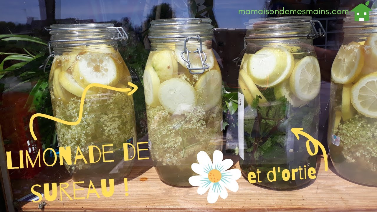 Faire de la limonade de sureau (et de la limonade d'ortie)